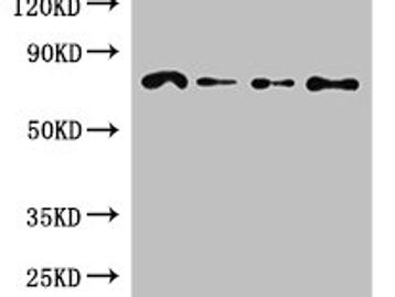 FZD8 Antibody