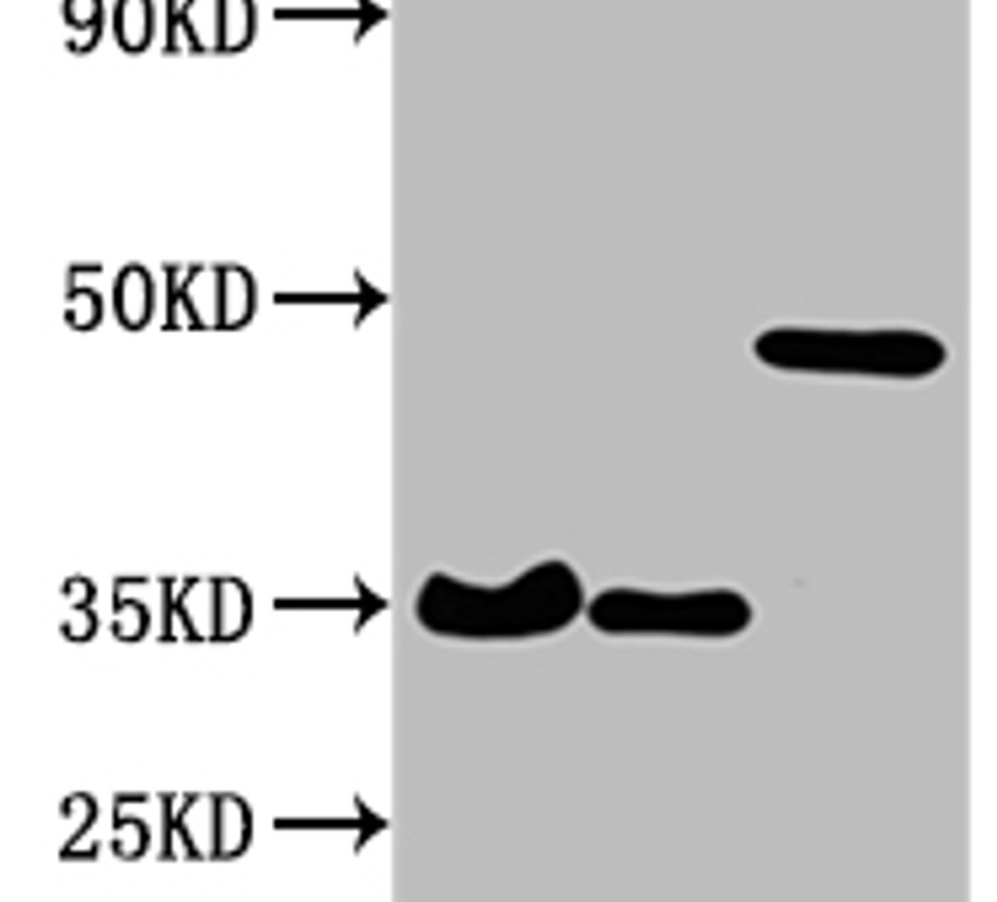 HA-Tag Monoclonal Antibody