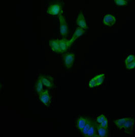 Thumbnail: NTHL1 Antibody