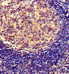 SERPING1 Antibody