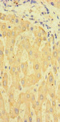 TSBP1 Antibody