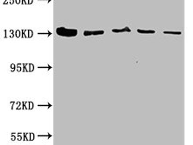 CAND1 Antibody