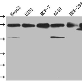 HSP90AB1 Antibody