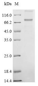 Recombinant Coxiella burnetii Hypothetical membrane spanning protein (CBU_1863)