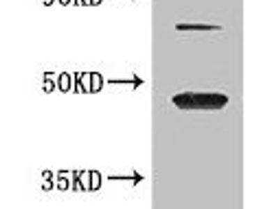 DAZAP1 Antibody