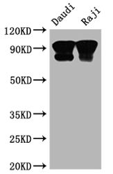 CD19 Antibody