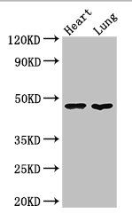 Thumbnail: PAG1 Antibody