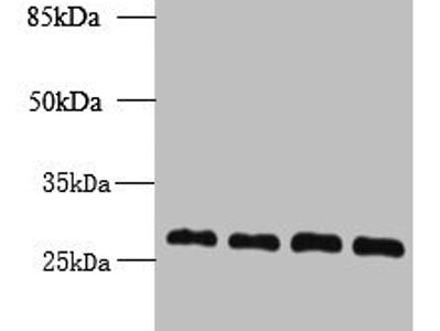 YIPF4 Antibody