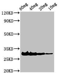 Snaclec rhodocytin subunit alpha Antibody