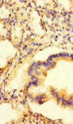 Thumbnail: PAG1 Antibody