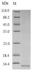Recombinant Human Pulmonary surfactant-associated protein B (SFTPB)