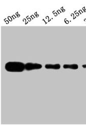 Myc tag Monoclonal antibody