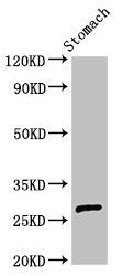 Thumbnail: AKT1S1 Antibody