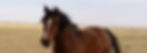 Illyria_edited_edited_edited.jpg