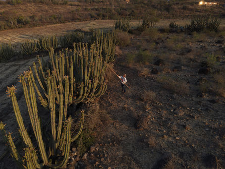 Todo listo para recibir el Festival de la Pitaya 2025 enAmacueca, Jalisco, cuna del buen café