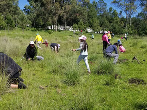 Avanza reforestación y planta Toluca más de mil 600 árboles
