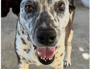 Promueve Gobierno de Los Cabos la adopción responsable de animales de compañía