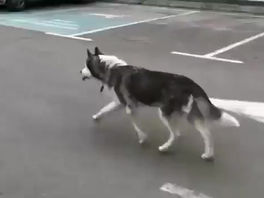 Perro se reúne con su dueño después de separarse por causa de la invasión Rusa en Ucrania - Video