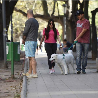  Los Perros en México: Compañeros Leales y Parte de la Cultura