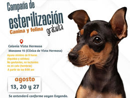 Anuncian campaña de esterilización gratuita para perros y gatos en San José del Cabo