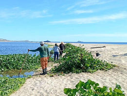 Arranca 2026 con jornadas de extracción de plantas invasoras en el Estero de San José del Cabo
