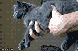 Gyrokitty1.gif