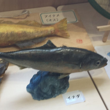 イナダが好き