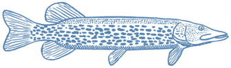 Pike_Line_Blue_PCL-01_edited.png