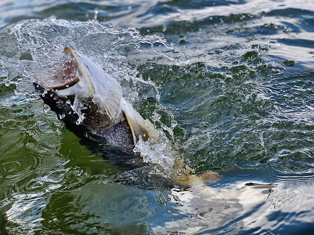 trophy_fishing_canada.jpeg