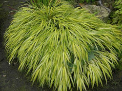 Хаконехлоа большая Hakonechloa Macra