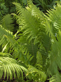 Struthiopteris Germanica