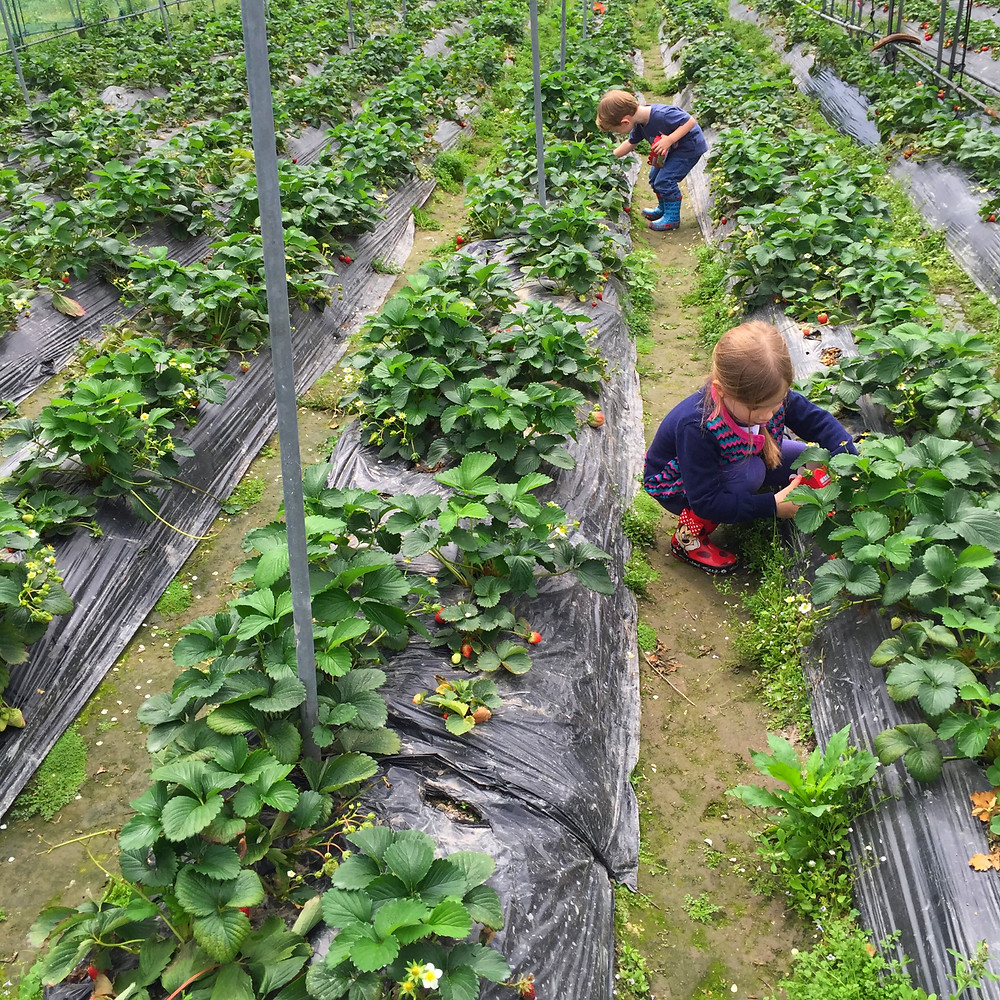 strawberrypicking_edited.jpeg