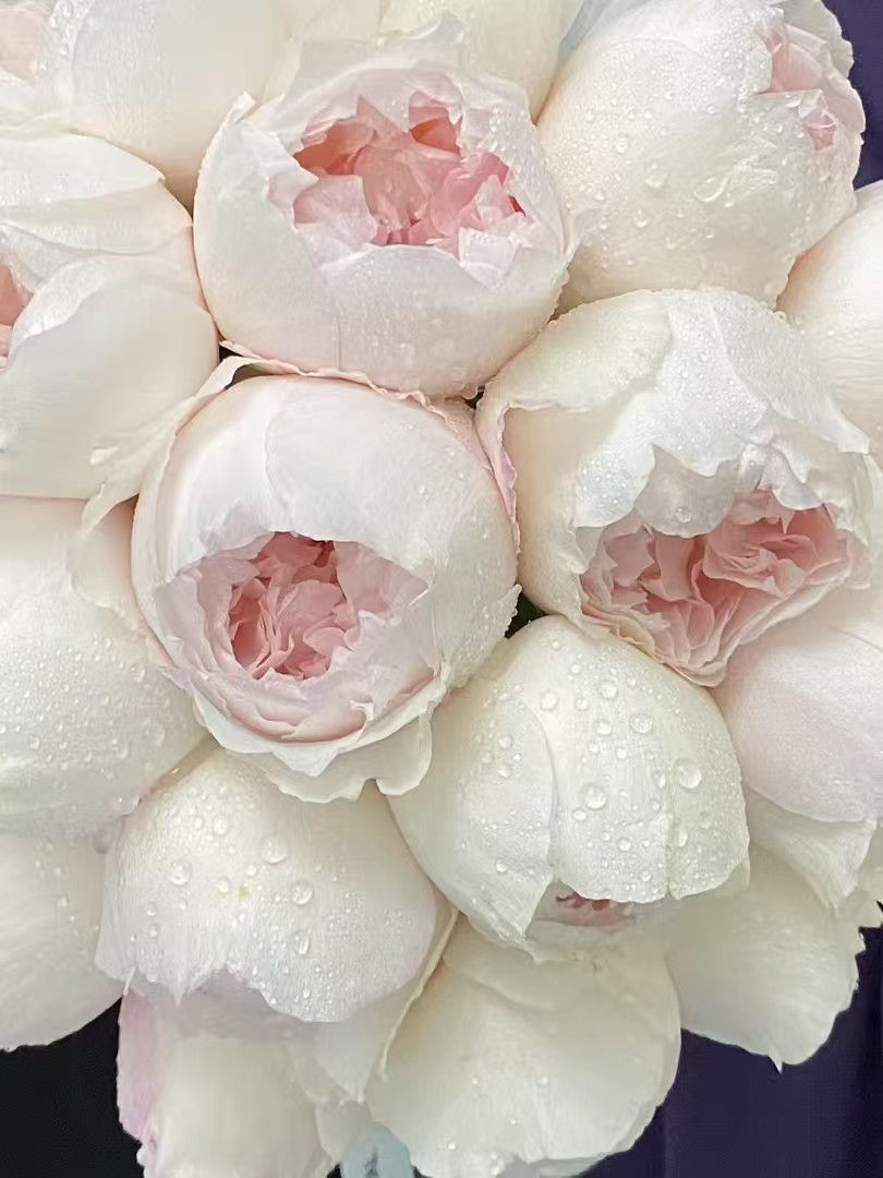 Thumbnail: THE PORCELAIN BLOSSOM