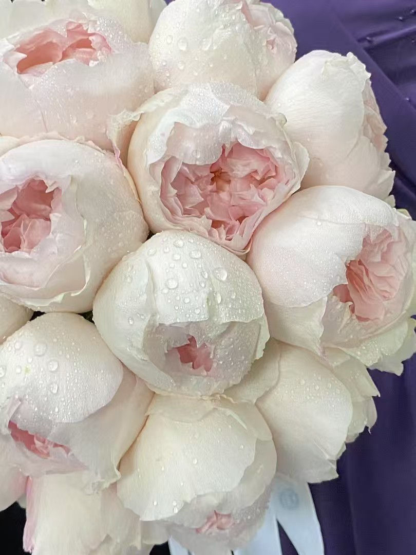 Thumbnail: THE PORCELAIN BLOSSOM