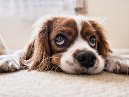 Can Dogs Smell Stress?