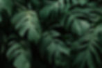 tropical-green-leaves-background.jpg