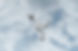 colibri.jpg