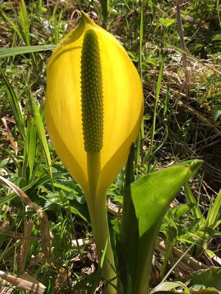 Skunk Cabbage