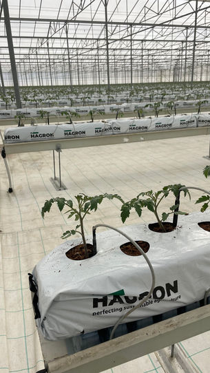Choosing the Right Hydroponic Growing Substrate: A Key Factor for Modern Greenhouse Production