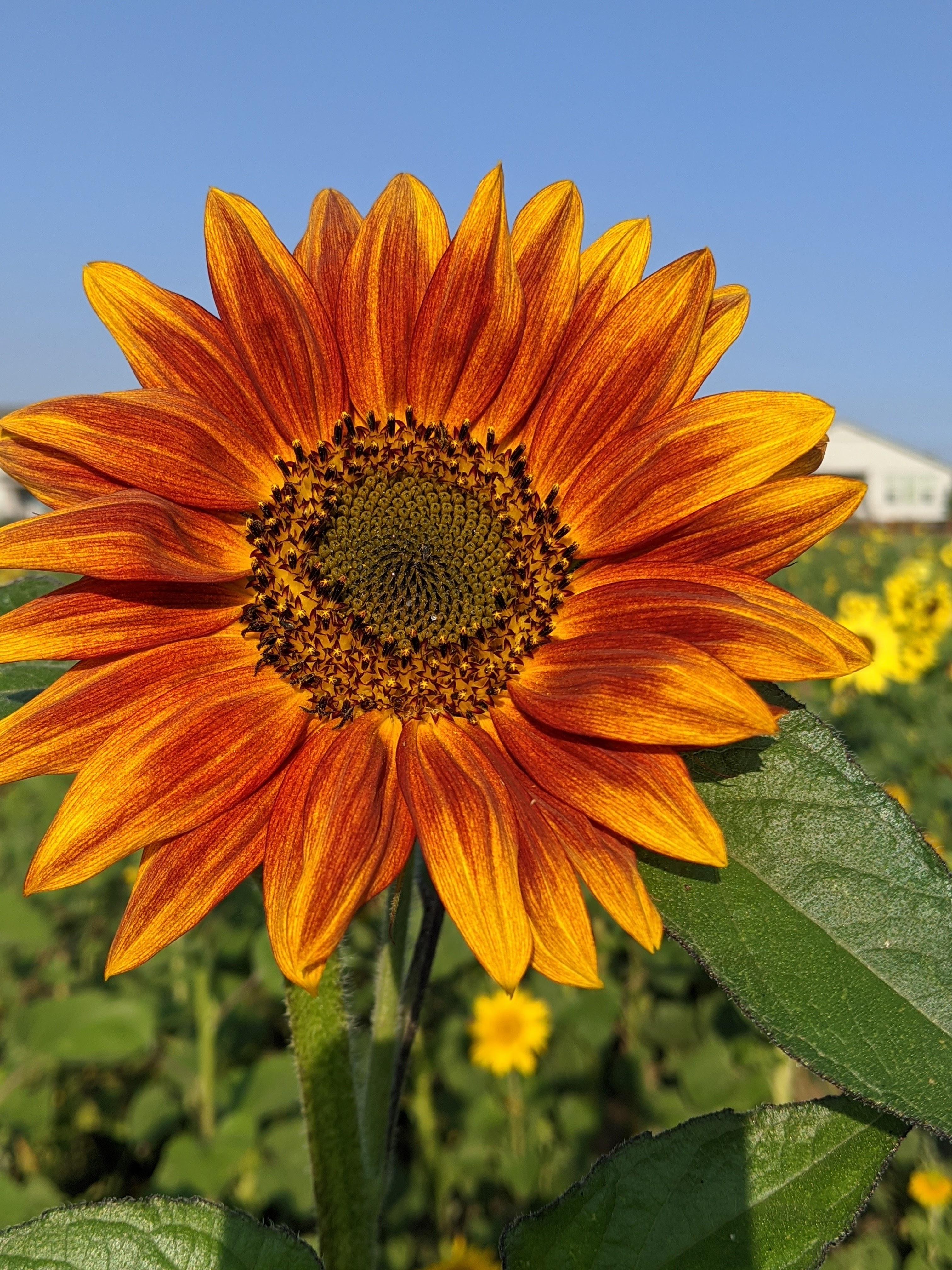 Animals and farm experiences at The Bee Hugger Farm in Longmont
