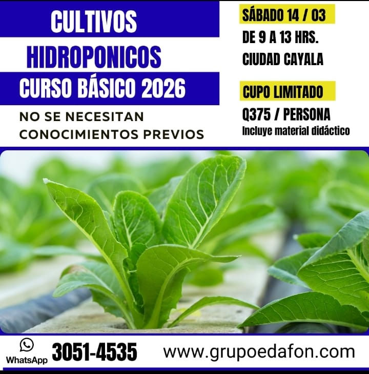 CULTIVOS HIDROPONICOS  CURSO BÁSICO