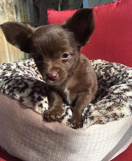 Nursery Chihuahua Puppies