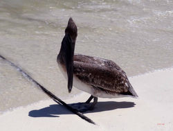 1207_160825_Akumal