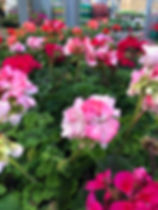 IMG_0165.jpeg