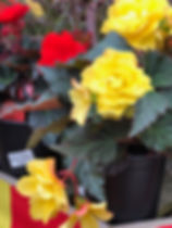 IMG_0171.jpeg