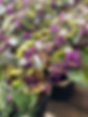 IMG_2691.jpeg