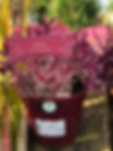 IMG_6657.jpeg