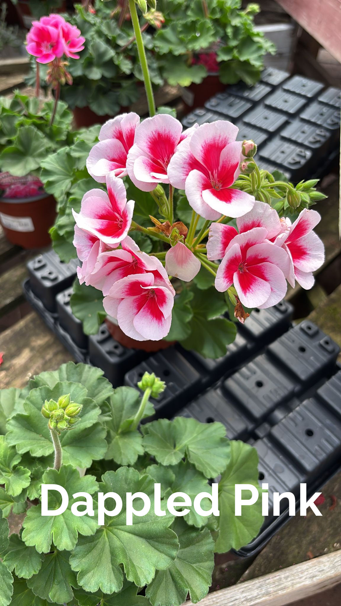 Homegrown Large Geranium (£4.99 or 3 for £13.50)