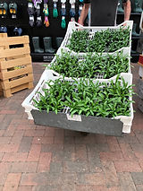IMG_2183.jpeg