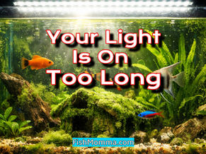 Bright freshwater aquarium with heavy algae growth under strong LED lighting, illustrating the effects of leaving tank lights on too long.